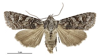 <i>Physetica longstaffi</i> Species of moth endemic to New Zealand