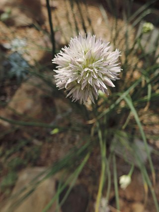 <i>Allium glomeratum</i> Species of flowering plant