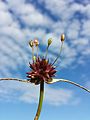 Inflorescence