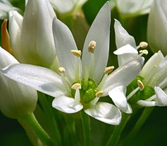 The Allium flower has six stamens and six tepals. Allium ursinum ENBLA02.jpg