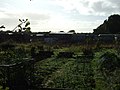 Allotments, West Hill - geograph.org.uk - 3171209.jpg