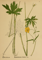 Ranunculus acris Plate 6 in: American Medicinal Plants, 1887