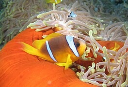 Amphiprion bicinctus sobre H.magnifica, Marsa Alam, Egipto