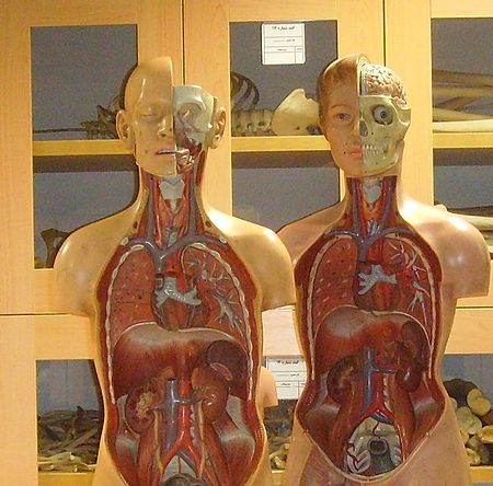 Anatomical Moulages (Torso).JPG