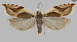 Ancylis habeleri