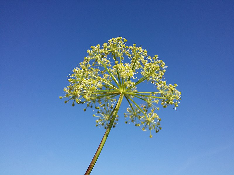 File:Angelica archangelica subsp. litoralis sl38.jpg