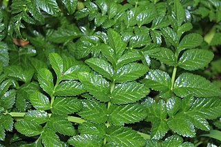 <i>Angelica pachycarpa</i> species of plant