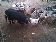 Animal frienship-sirappalli-namakkal-India.jpg