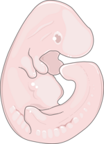 Thumbnail for File:Animals - Rat foetus -- Smart-Servier.png