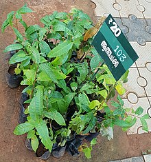 Saplings in India Annona reticulata 2.jpg
