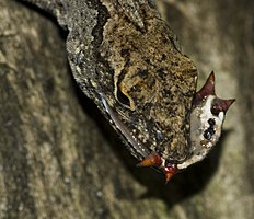 Anolis sagrei vs Gasteracantha cancriformis