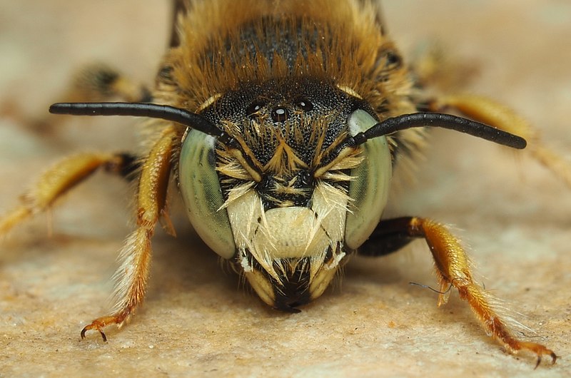 File:Anthidium punctatum 138539078.jpg