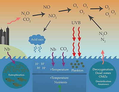 Anthropogenic effects on the marine nitrogen cycle Anthropogenic effects on the marine nitrogen cycle.jpg