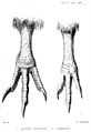 Apteryx australis, A. mantelli
