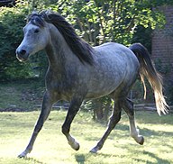 State Animal of UAE