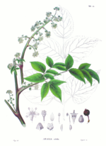 Vignette pour Aralia cordata