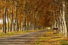 Paseo arbolado en otoño