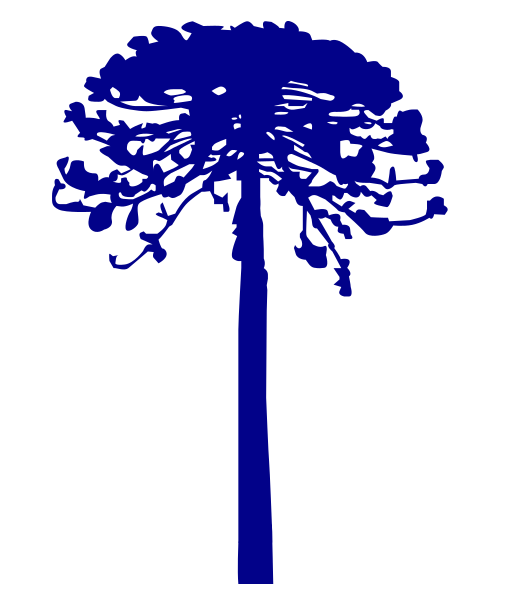 File:Araucaria vector.svg - Wikimedia Commons