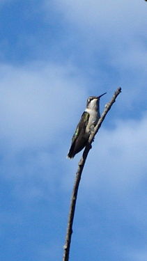 Ruby-throated Hummingbird (Archilochus colubris), Female