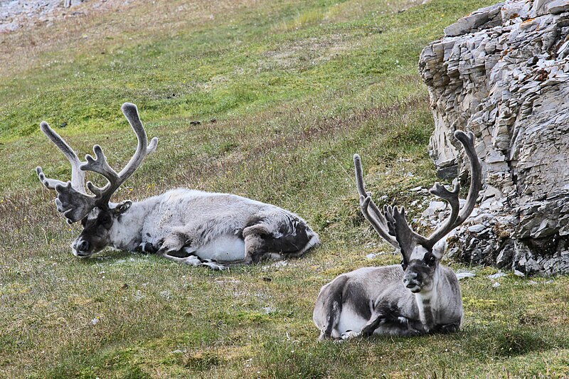 File:Arctic Reindeer, Alkhornet, Svalbard, Arctic (20095870608).jpg