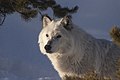 Arctic wolf (Q216441)