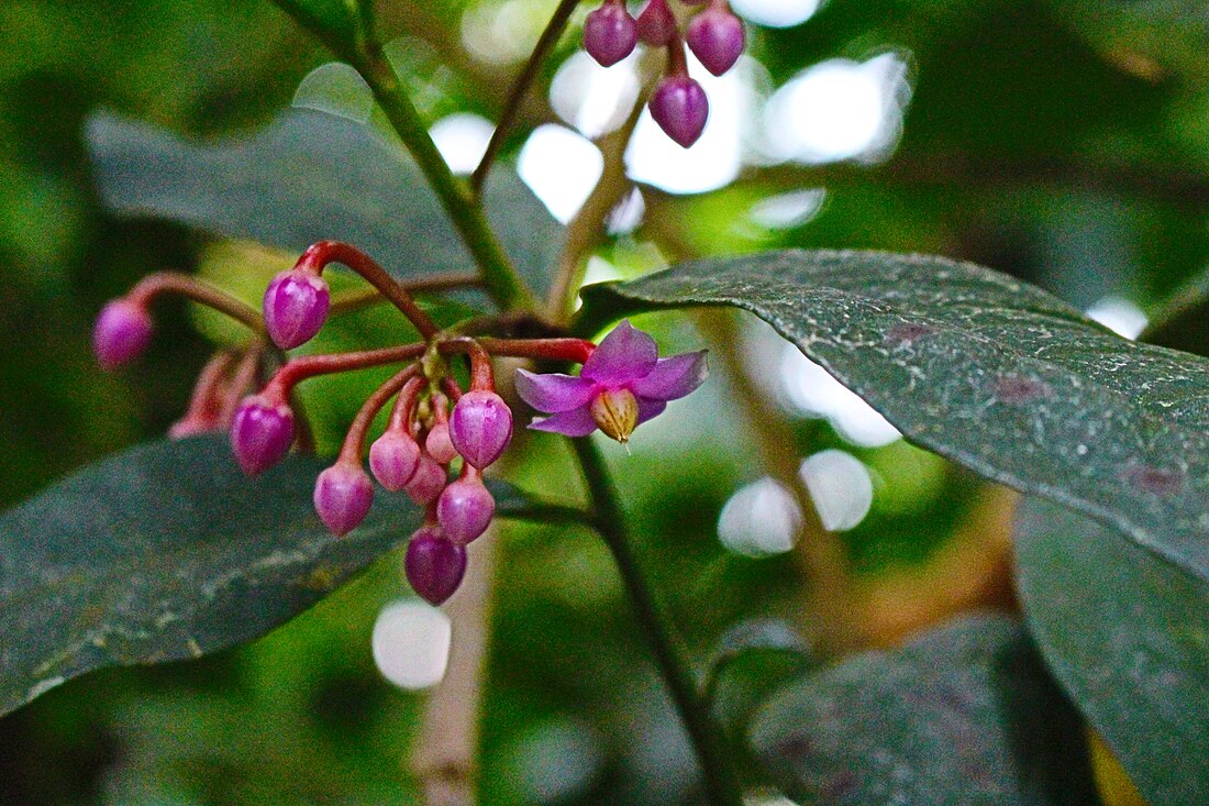 Ardisia humilis