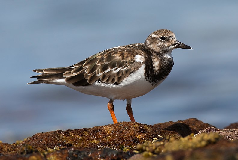 Ruddy Turnstone (Arenaria interpres), Boat Harbour, New South Wales, Australia