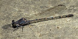 Argia lugens