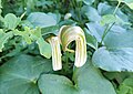 Arisarum vulgare.jpg