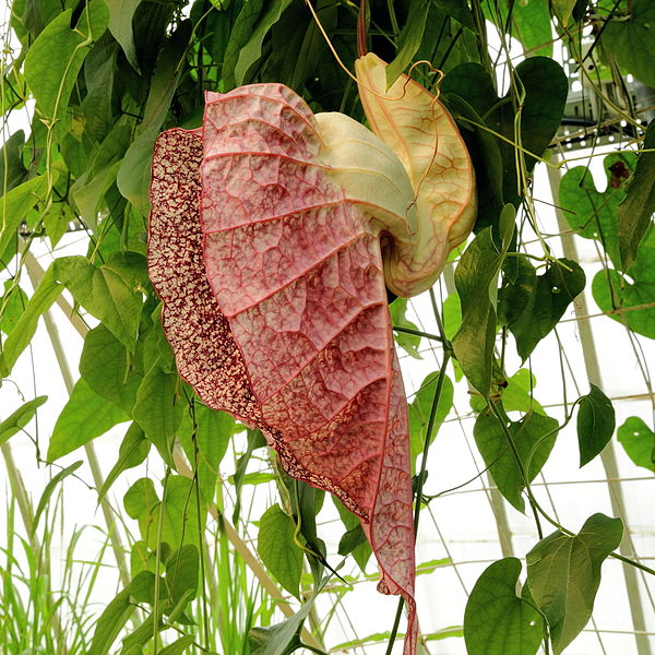 File:Aristolochia grandiflora-IMG 4614.jpg