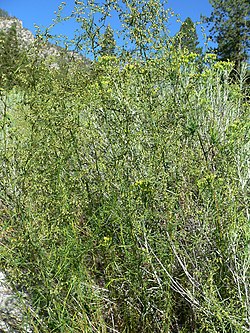 Artemisia dracunculus 4.jpg