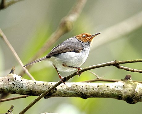 Ashy tailorbird