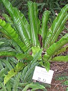 Asplenium nidus