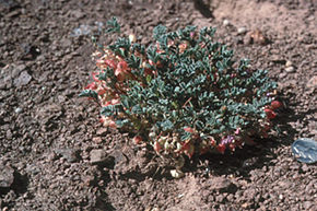 A kép leírása Astragalus beatleyae.jpg.