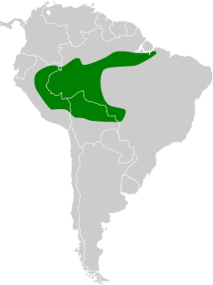 Attila bolivianus map.svg