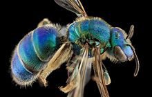 Augochloropsis sumptuosa, F, back, NC Moore County 2013-09-26-15.47.47 ZS PMax.jpg