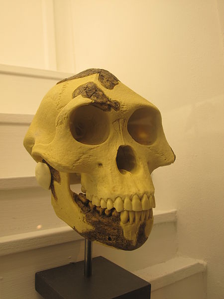 Ficheiro:Australopithecus afarensisIMG 2928.JPG