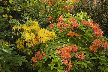 Azalee (Rhododendron)