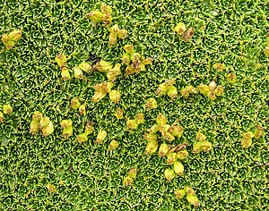 Azorella compacta