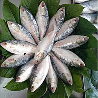 Ilish