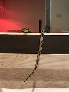 A baby coastal carpet python, Morelia spilota mcdowelli, demonstrating use of its tail as a lure for prey. Baby carpet python caudal luring.jpg