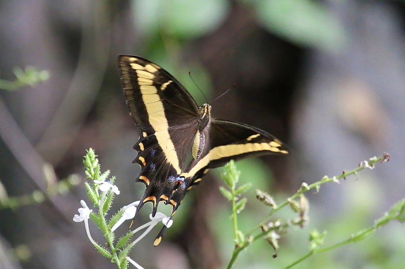 File:Bahaman swallowtail (Papilio andraemon) in flight.jpg