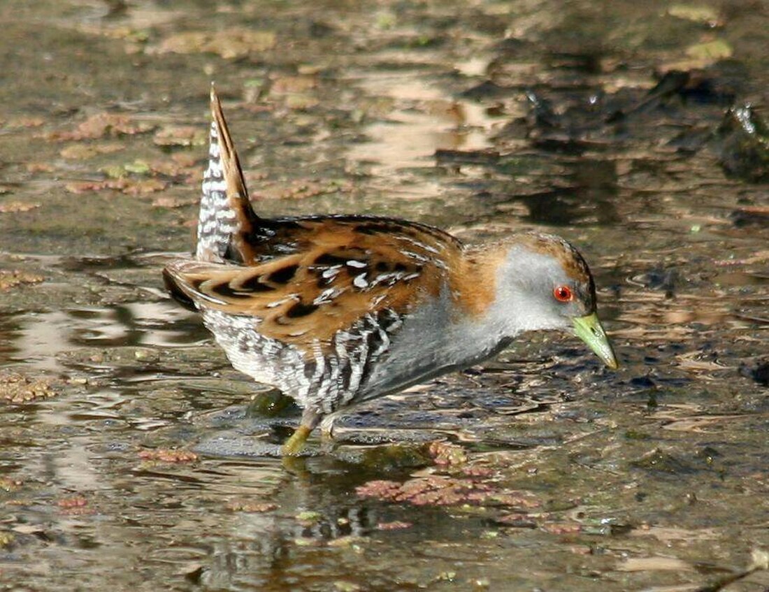 Baillon's crake