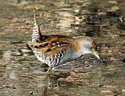 Baillon's crake.jpg