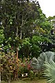 Végétation dans les jardins de Balata en Martinique.