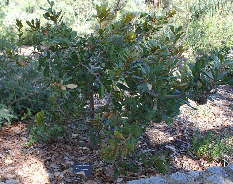 File:Banksia lemanniana.jpg