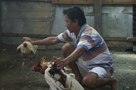 Cockfighting