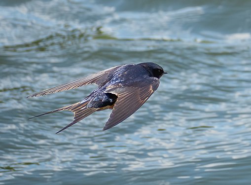 Barn swallow in flight in Green-Wood Cemetery