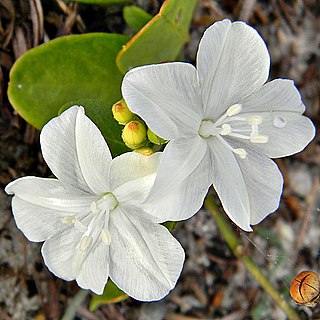 <i>Jacquemontia</i> Genus of flowering plants