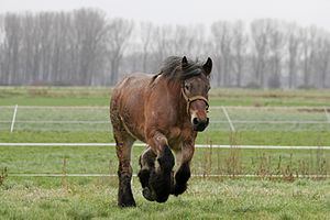 Koń Belgijski: Rasa koni